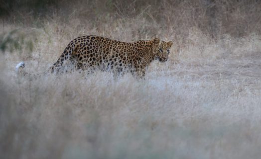 indian-leopard-nature-habitat-leopard-resting-rock-wildlife-scene-with-danger-animal (1)